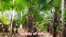 nature lover