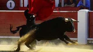 Corridas de toros en Colombia fueron prohibidas por el Congreso en cuarto y último debate: ¿qué sigue?