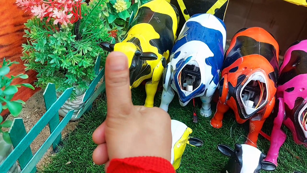 Cow fun videos #5