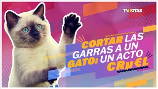 Cortar las garras a un gato: un acto cru3l