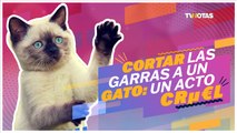 Cortar las garras a un gato: un acto cru3l