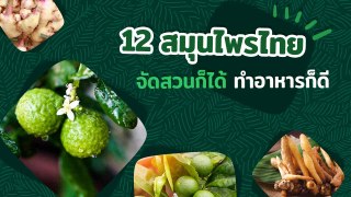 แนะนำ 12 สมุนไพรไทย ปลูกง่ายได้ทั้งจัดสวนและทำอาหาร