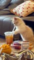 Cat Drinking Champaign| Funny Cat 2024| #funnyshorts #cat #shortvideo #funny #shorts