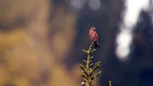 The Crossbill: Close Up HD Footage (Loxia curvirostra)