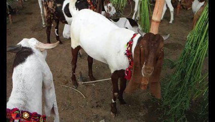 Eid-ul-Azha on June 17Meteorological Department has predicted