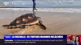Île de Ré: 65 tortues marines retrouvent l'océan après avoir été soignées