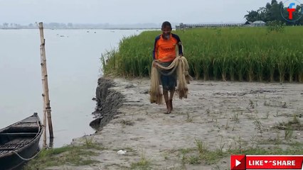 Best Net Fishing At The River With Beautiful Natural Net Fishing in The Village