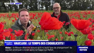 La saison des coquelicots offre un spectacle magnifique dans le Vaucluse