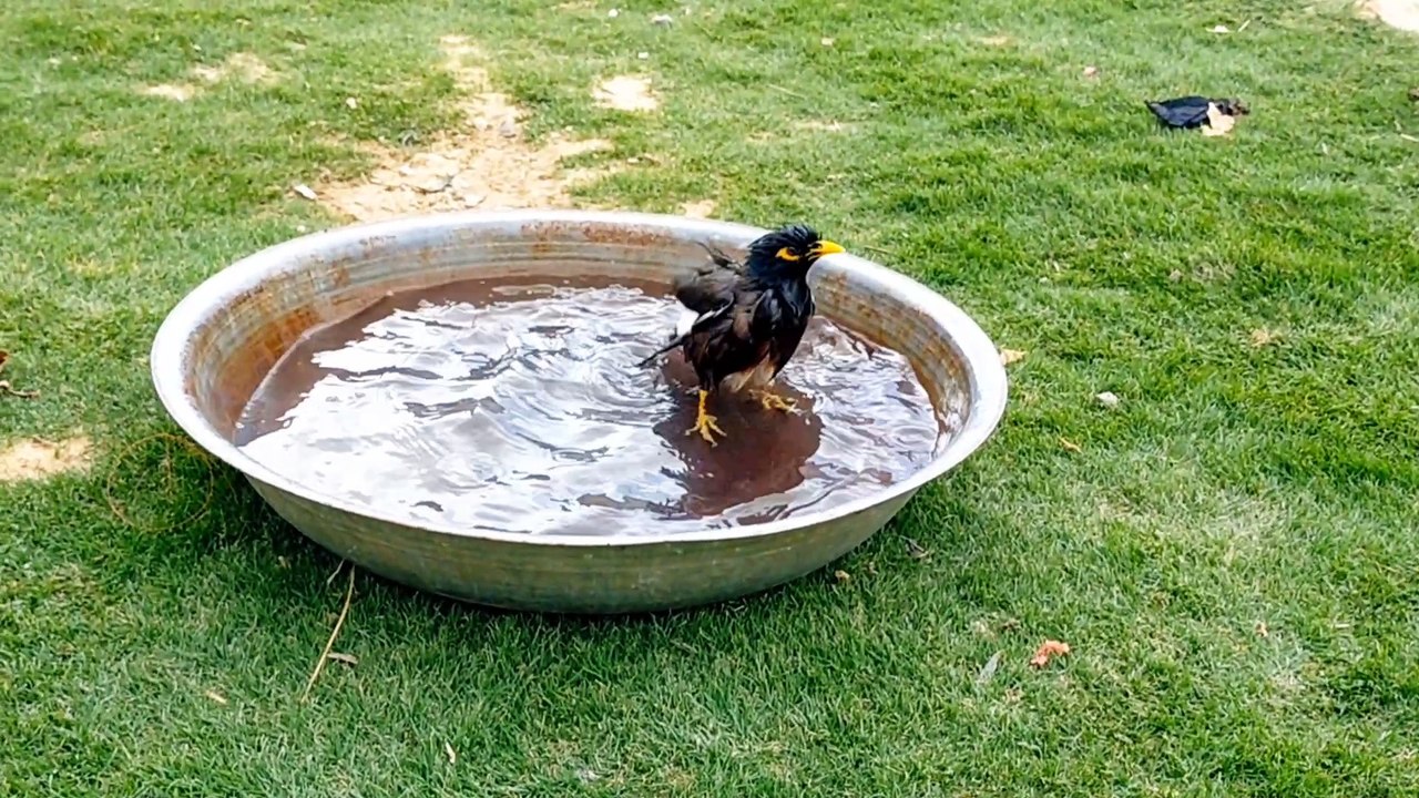 Myna Bird Bathing