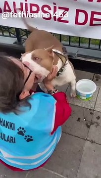 Köpeklere itlaf iç savaş sebebidir diyen Sarıyer Gönüllüsü Hayal Yurdaer, parçalanan insanlarla böyle alay etti