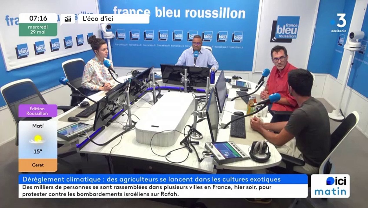 L'Aloé Véra, remède contre la sécheresse en vallée de l'Agly ?