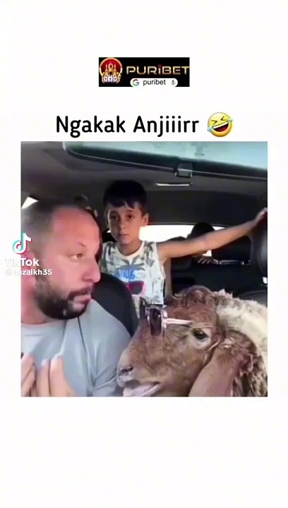 funny goat video