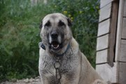 İklim değişikliği nedeniyle Kangal köpeği üretimi yüzde 50 düştü