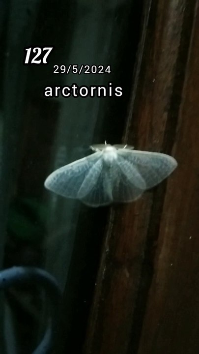 arctornis (127)