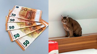 Falschgeld-Betrüger festgenommen - illegal gehaltene Wildkatze entdeckt