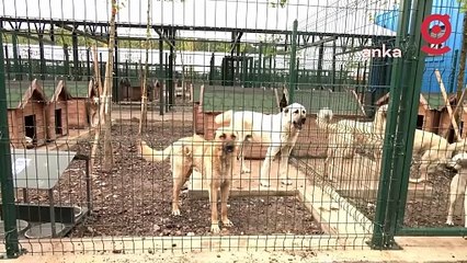 AKP'nin sokak hayvanlarını "uyutma" planına hayvanseverlerden tepki: Önce benim canımı alsınlar!