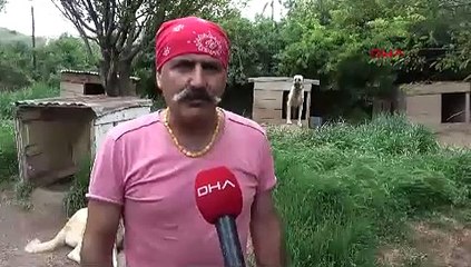 Sivas'ın gözbebeği Kangal köpeğinin nesli tehlikede