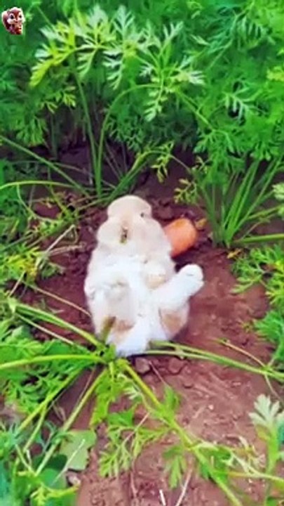 Enjoy this rabbit life