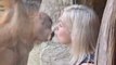 Baby orangutan playfully kisses zoo-goer through glass window