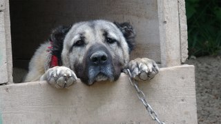 İklim değişikliği nedeniyle Kangal köpeği üretimi yüzde 50 düştü