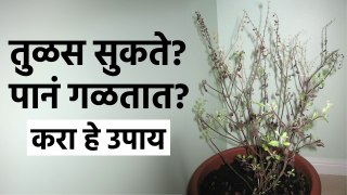 तुळस सुकते? पानं गळतात? मग हे उपाय नक्की करा | Follow These Tips And Your Tulsi Plant will Never Dry