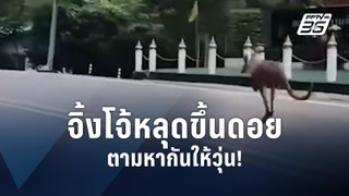 ตามหาน้อง! หนีออกจากสวนสัตว์เชียงใหม่หนีขึ้นดอยหายไปในป่า | PPTV Online