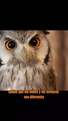 Curiosidades de los Búhos