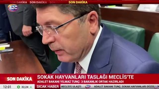 Sokak hayvanları taslağı Meclis'te! Tunç: Hayvanları koruma kararlılığımız sürüyor