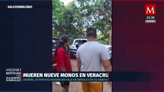 Nueve monos mueren por calor en Veracruz