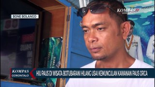 Hiu Paus di Objek Wisata Botubarani Hilang Usai Kemunculan Kawanan Paus Orca