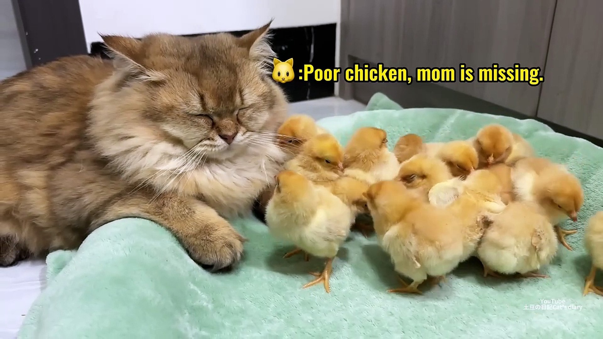 ⁣The hen suspects the kitten has stolen the chicks!The cat returned the chick to the hen.Funny cute