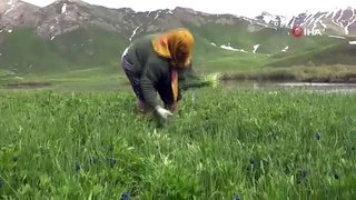 Terörden temizlenen bölgede kendi kendi yetişiyor, kilosu 100 TL'den satılıyor