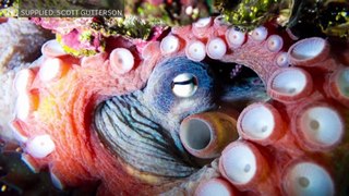 Kiama diver forms friendship with animal in rock pool