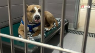 No-one wants this shelter dog because of his 