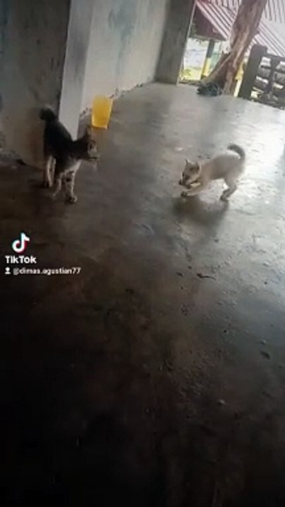 kucing lucu