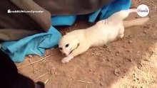 Un zorro se emociona al reencontrarse con su mejor amigo el gato: el vídeo es alucinante