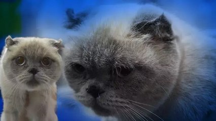 Sivas'ta Dar Burunlu Kediye Estetik Operasyon 🎉