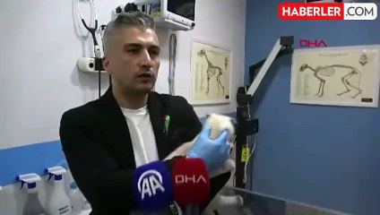 Sivas'ta Solunum Sıkıntısı Çeken Kedi Estetik Operasyon Geçirdi