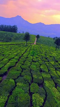 Exploring Munnar from a whole new perspective __❌Story Re-shares are appreciated Don_t REPOST to FEED without consent❌__Shot by __ajufpv_Shot on_ GoproHero11_ _ _sarkeetwithajmal___Munnar _nature _fpvdrone _naturevibe(MP4)
