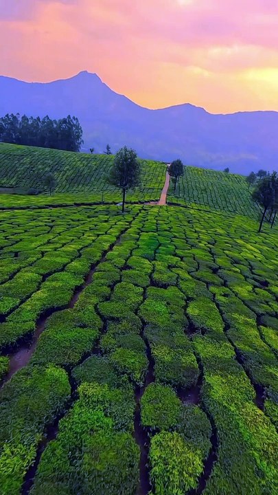 Exploring Munnar from a whole new perspective --__❌Story Re-shares are appreciated  Don_t REPOST to FEED without consent❌__Shot by __ajufpv_Shot on_ GoproHero11_--_ _sarkeetwithajmal___Munnar _nature _fpvdrone _naturevibe(MP4)