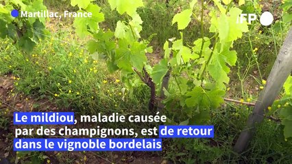 Dans le vignoble bordelais, pluies records, mildiou précoce et moral au plus bas