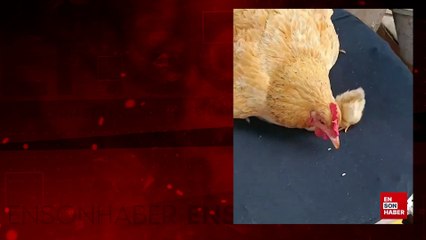 Yavrularının yemesi için pirinç tanelerini kıran anne tavuk