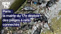 La mairie du 17e arrondissement de Paris déploie des pièges à rats connectés