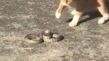 A cat catches a snake and preys on it