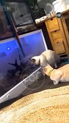 #Cat's Cute's funny intertainment