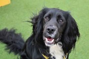 Dogs Trust Ballymena - meet Molly and Mo