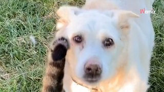 (Vídeo) El último paseo de este perro y su hermana felina es conmovedor