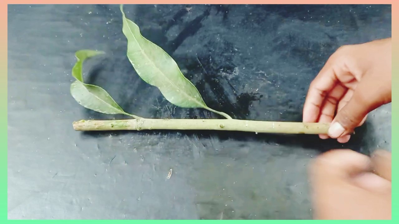 Mango Tree Propagation In Orange Fruit | How To Grow Mango Tree From Cutting In Orange Fruit