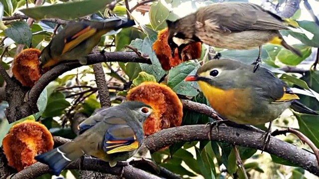 Beautiful Colorful Birds sparrow and Bulbul Eating Amalok Fruit on Amalok Tree with Natural Sounds | Dailymotion