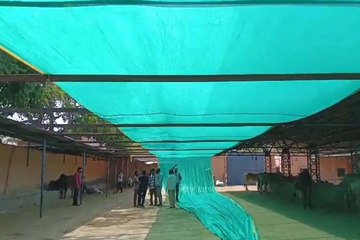 गोशाला में बछड़ों व बीमार गायों को भीषणगर्मी से बचाव के लिए निगम ने नहीं किए प्रयास